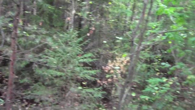 Прогулка - рг Красавка, Урай 05. 09. 21 г. смотреть онлайн