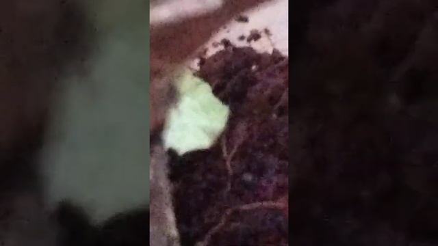 Мокрицы коровки и черный мадагаскарский слизень. смотреть онлайн