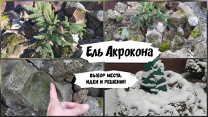 Ель Акрокона.Выбор места, идеи и решения ( 2022 г.)