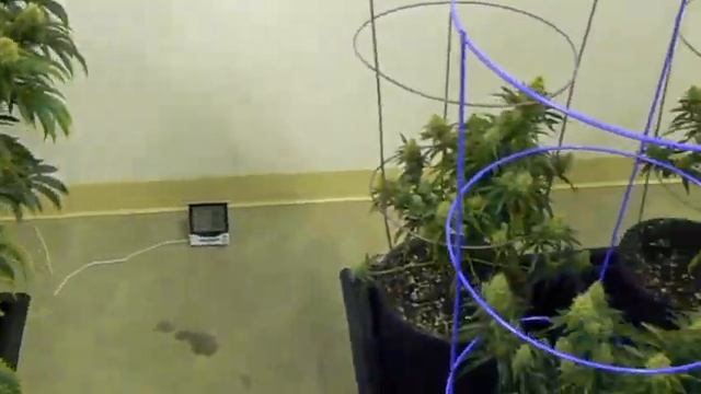 Week 6 Day 36 Update