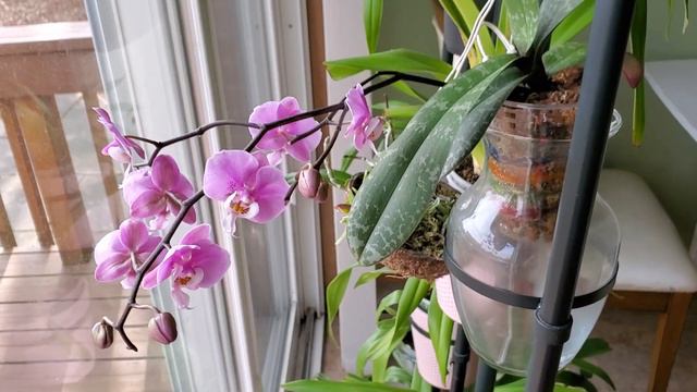 虎斑蝴蝶兰开花了, 有点失望！Phalaenopsis schilleriana смотреть онлайн