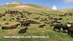 Гиссарские овцы и саги дахмарда Ходжи Низома из Шахритуса на перегоне