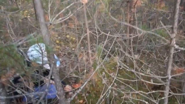 Собираем грибы в золотую осень! смотреть онлайн