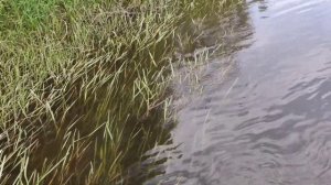 Посёлок красный куст в мае