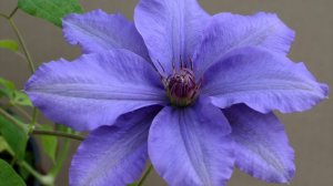 Pruning Clematis