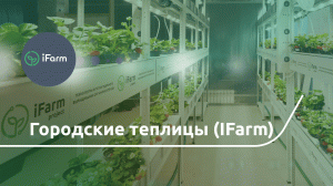 Питч стартапа iFarm