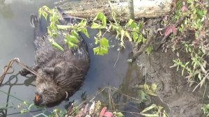 Охота на бобра проходными капканами!