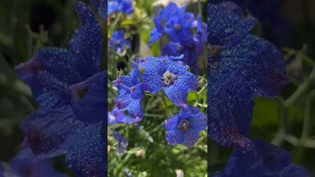 Delphinium Blue Butterfly ? #shorts