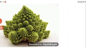 Капуста Романеско