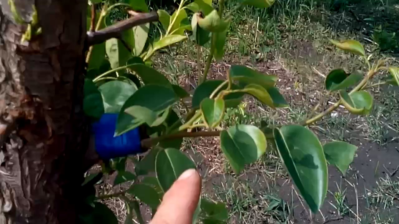 Где Можно Купить Привой Груши В Приморье