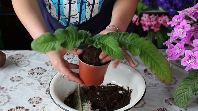 ПЕРЕСАДКА молодого СТРЕПТОКАРПУСА. Простые розетки. #2 смотреть онлайн