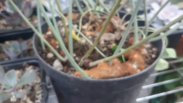 Helecho azul (phlebodium aureum) смотреть онлайн