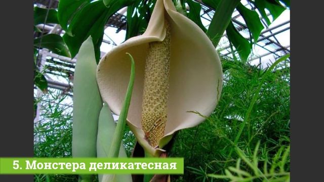 10 ЭКЗОТИЧЕСКИХ ФРУКТОВ, которые вы вряд ли пробовали