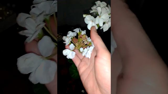 Пеларгония Бланка F1 расцвела на Новый год! смотреть онлайн