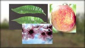 Вироид латентной мозаики персика (Peach latent mosaic viroid).mp4