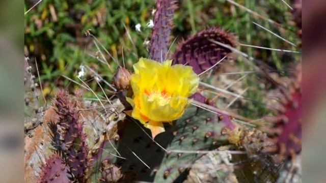8 Especies fascinantes de opuntias. смотреть онлайн