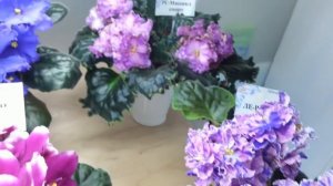 ВЫСТАВКА ФИАЛОК 05-11 октября,Самарский Дом Фиалки.