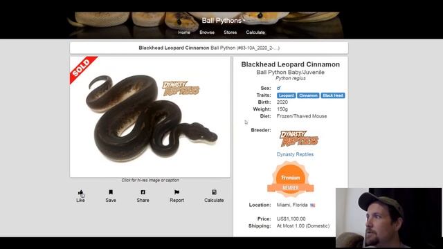 Blackhead Ball Python Morph Combos | Jack's Reptiles
