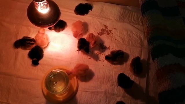 Мои новые жители.Маленькие цыплята. Суточные голошейные и доминанты.Цветной бройлер. смотреть онлайн