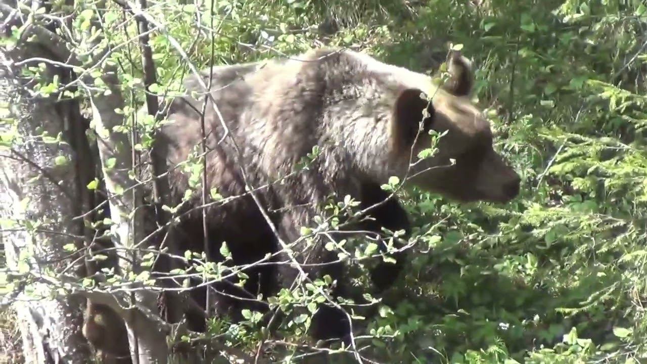 МЕДВЕДЬ  в ЗАМЕШАТЕЛЬСТВЕ - НАПАДАТЬ или БЕЖАТЬ? ДЕВСТВЕННАЯ ТАЙГА охота рыбалка Сибирь ЛЮДОЕД лес 3