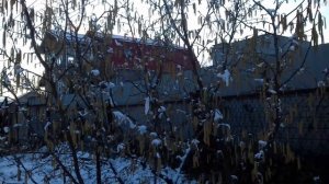 Фундук Трапезунд.Опыление в подробностях.