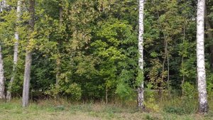 Москва. Микрорайон Северный. Парк Долгие пруды.