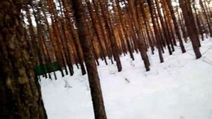 Сбор Живицы сосновой зимой