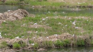 Гнездовая колония озерных чаек (Larus ridibundus)