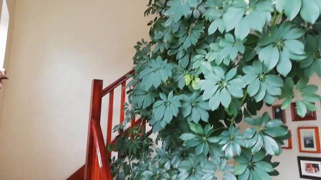 Как вырастить шеффлеру арбориколу . смотреть онлайн