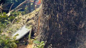 Messy... Cut down 2 trembesi trees in the middle of the settlement.