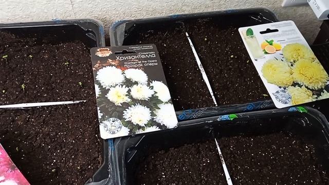 4 апреля. Всходы хризантеллы. смотреть онлайн