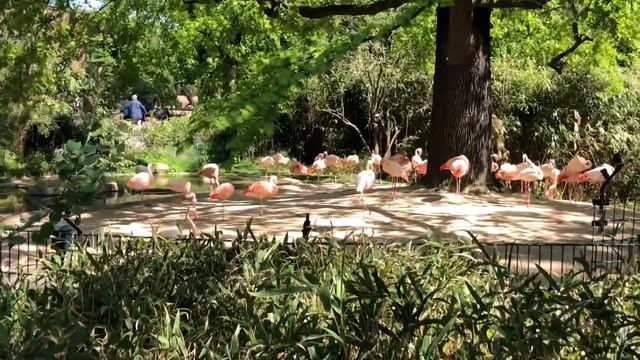 Берлин зоопарк смотреть онлайн