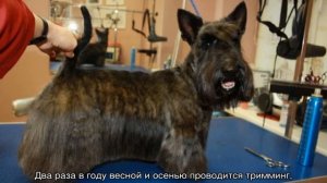 Скотч терьер: описание шотландской породы