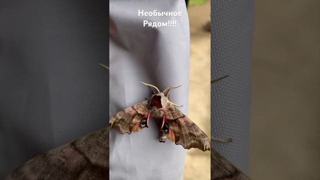 Ночной бражник! #бабочка #ночнаябабочка #бражник #хорошонадаче