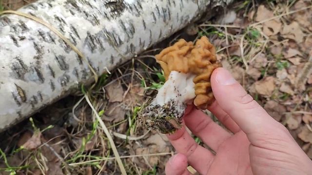 Большой урожай строчков и саркосциф в настоящем лесу. Продолжаем открывать грибной сезон 2022. смотреть онлайн