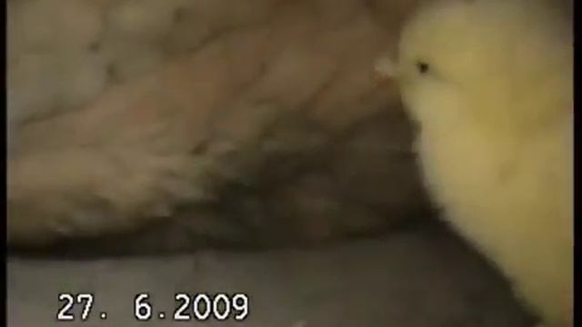 Собака вместо курицы. смотреть онлайн