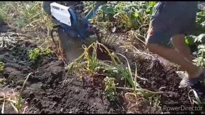 Уборка чеснока 2020 / Мотоблок НЕВА/