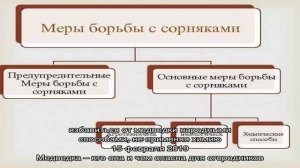Вредители укропа и борьба с ними