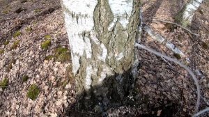 КАК ДОБЫТЬ БЕРЕЗОВЫЙ СОК. ЛУЧШИЙ СПОСОБ