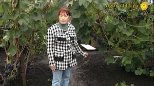 О сортах винограда для Сибири