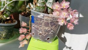 Цветение Clowesia Jumbo Grace. Пусть не букетное, но отнюдь не менее красивое! Орхидея катасетум