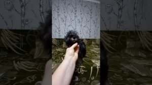 девочка цвергшнауцер 3 месяца