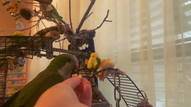 КАК СДЕЛАТЬ ИГРУШКИ И КАНАТЫ ДЛЯ ПОПУГАЕВ СВОИМИ РУКАМИ ИЗ КУКУРУЗЫ