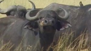 Вокруг Света - долина Серенгети (Танзания)