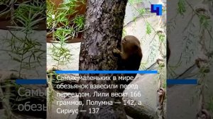 В Ленинградском зоопарке показали самых маленьких обезьянок в мире