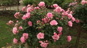 Роза Боника 82 (Bonika 82)