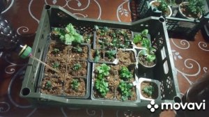Подкормка моей рассады