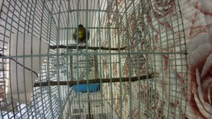 Чиж. Голоса птиц. Пение чижа. Орнитотерапия.