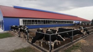 Склады Ангары Фермы для КРС Омск