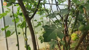 Узбекский жёлтый. Сорт инжира.